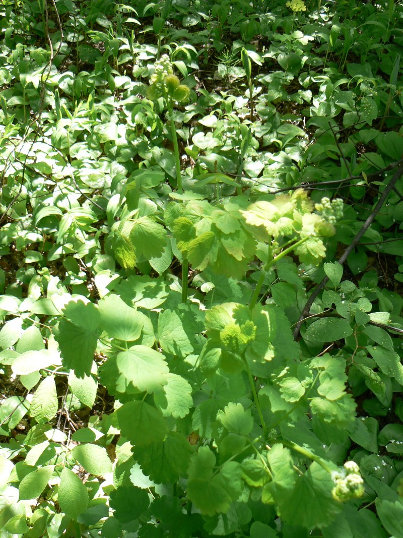 Image of Thalictrum baicalense specimen.