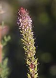 Myricaria bracteata