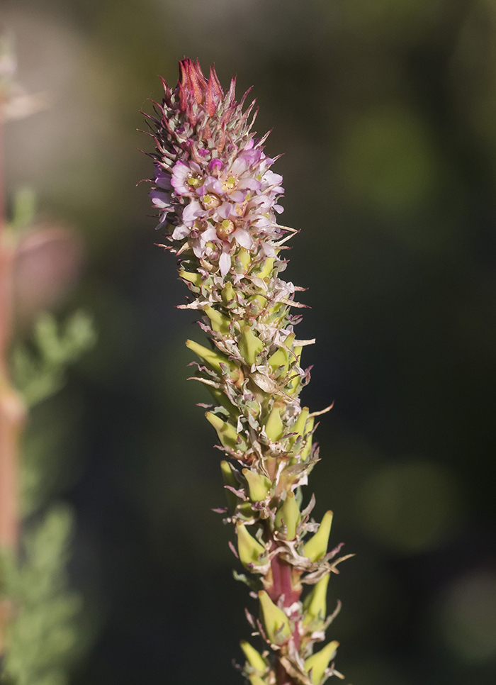 Image of Myricaria bracteata specimen.