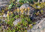 Diapensia lapponica