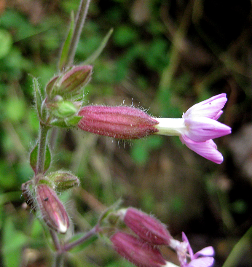 Image of Melandrium dioicum specimen.