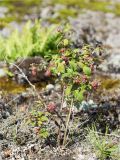 Rubus idaeus. Плодоносящее растение. Ленинградская обл., Выборгский р-н, Финский залив, о-в Вихревой, заросшая мхами и лишайниками скала. 09.08.2020.