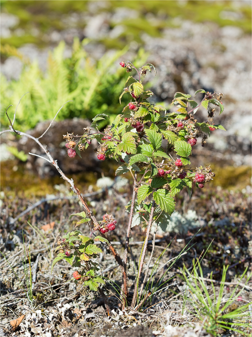 Изображение особи Rubus idaeus.