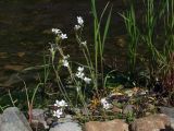 Saxifraga radiata