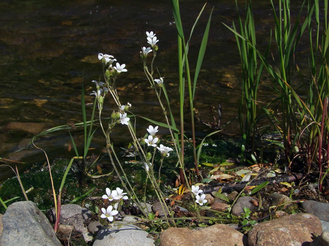 Image of Saxifraga radiata specimen.