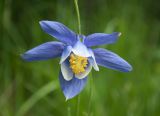 Aquilegia jucunda