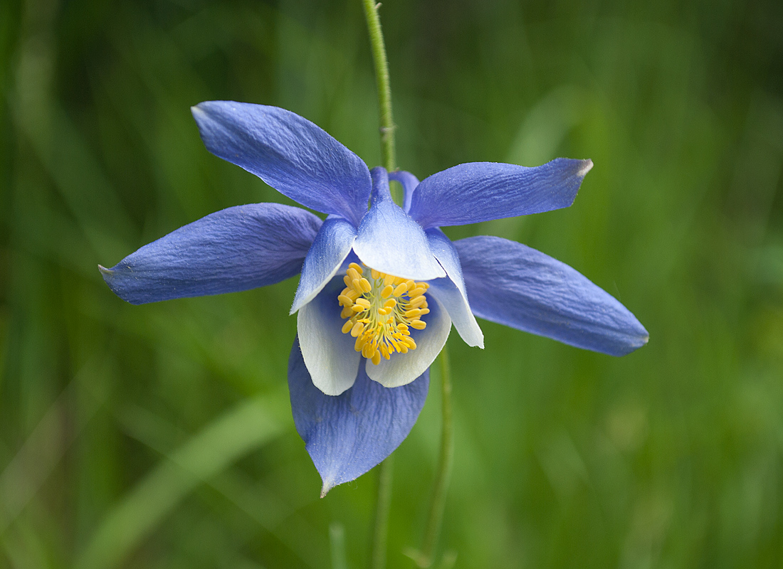 Изображение особи Aquilegia jucunda.