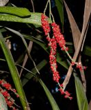 Cordyline petiolaris