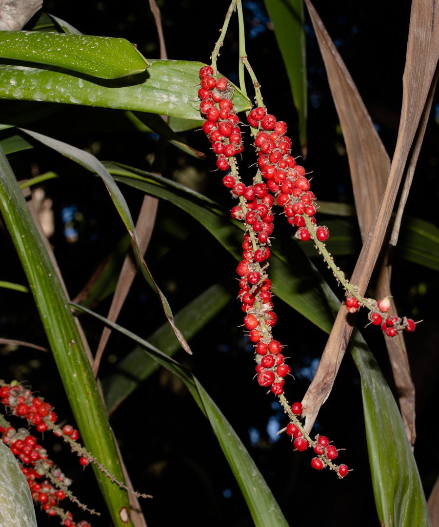 Изображение особи Cordyline petiolaris.