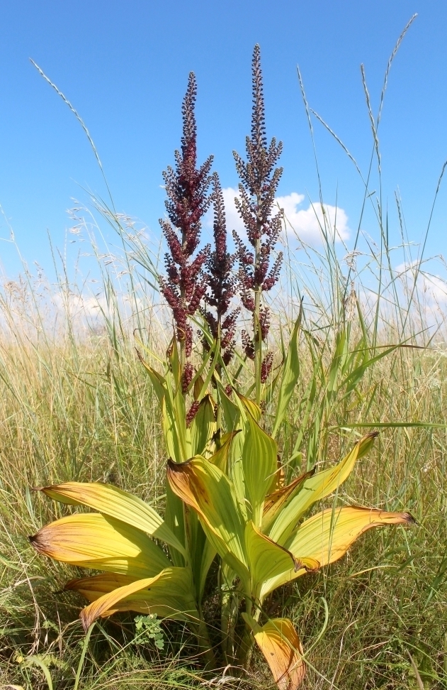 Image of Veratrum nigrum specimen.