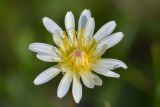 Taraxacum confusum