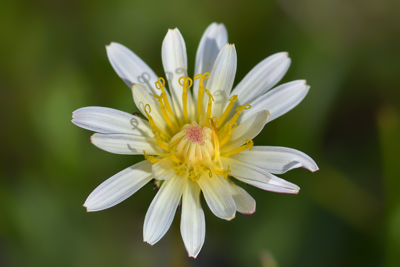 Image of Taraxacum confusum specimen.