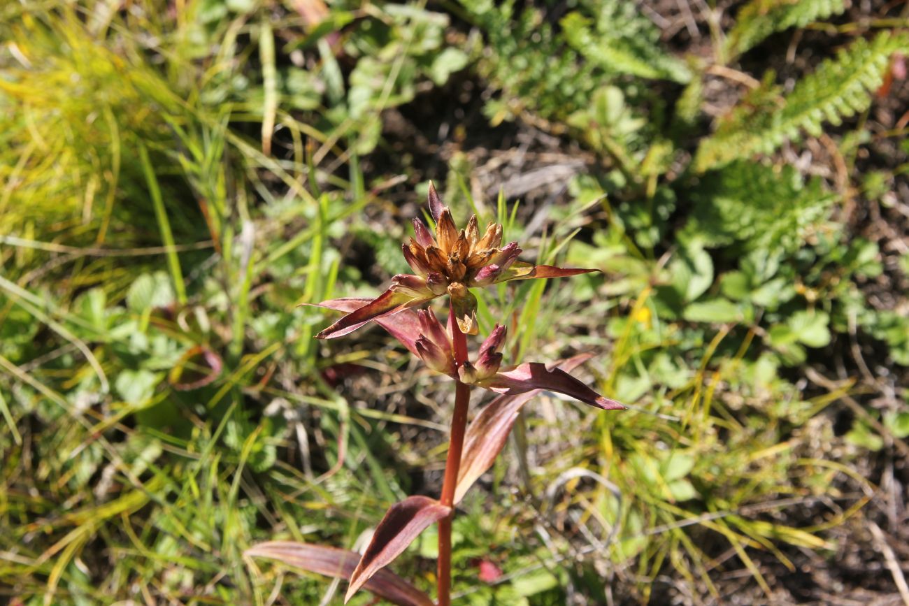 Image of genus Gentiana specimen.