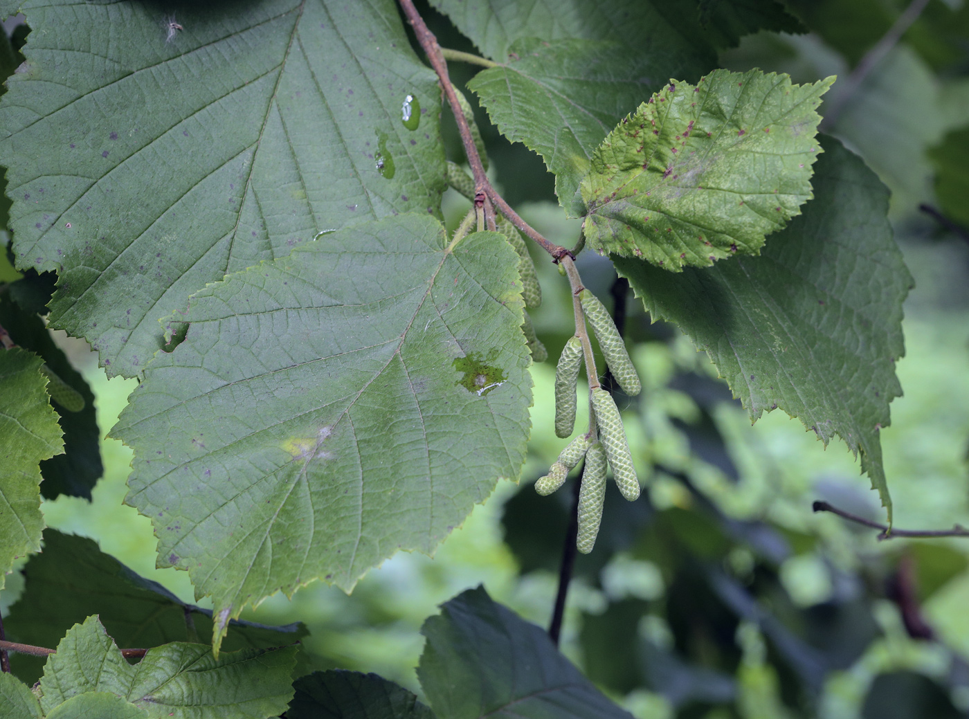 Image of Corylus avellana specimen.