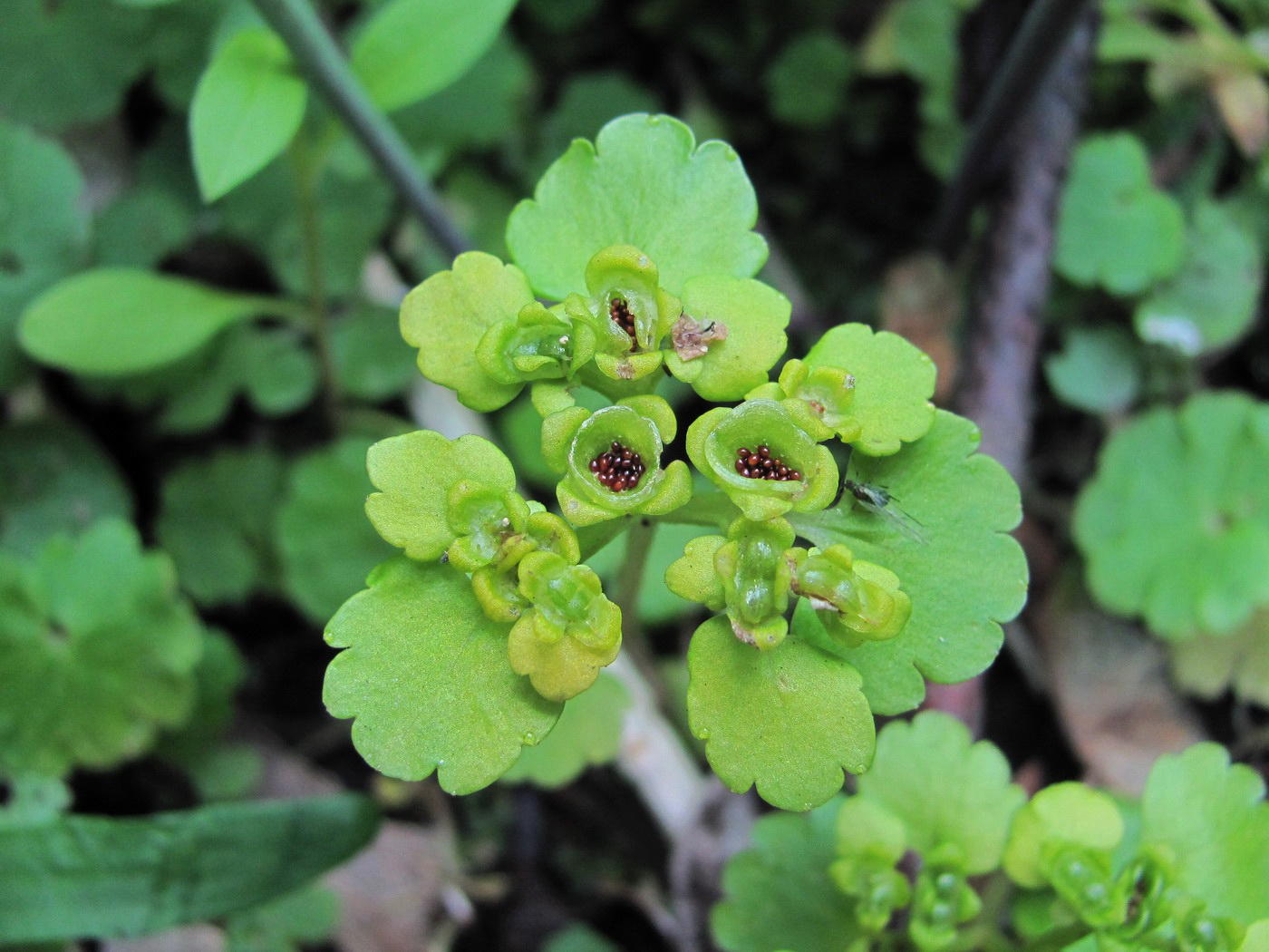 Изображение особи Chrysosplenium alternifolium.