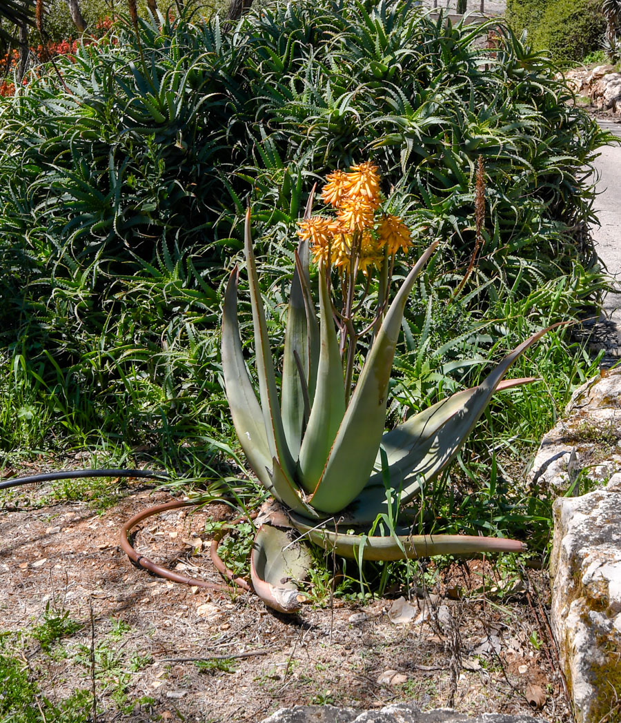 Изображение особи Aloe cryptopoda.