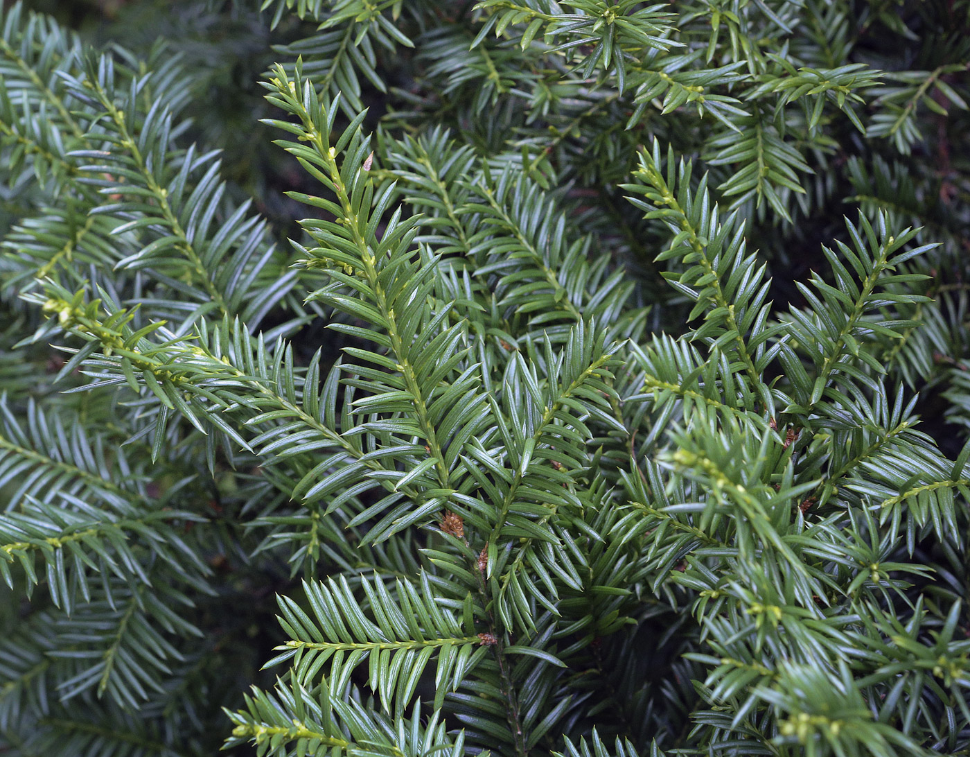 Изображение особи Taxus canadensis.