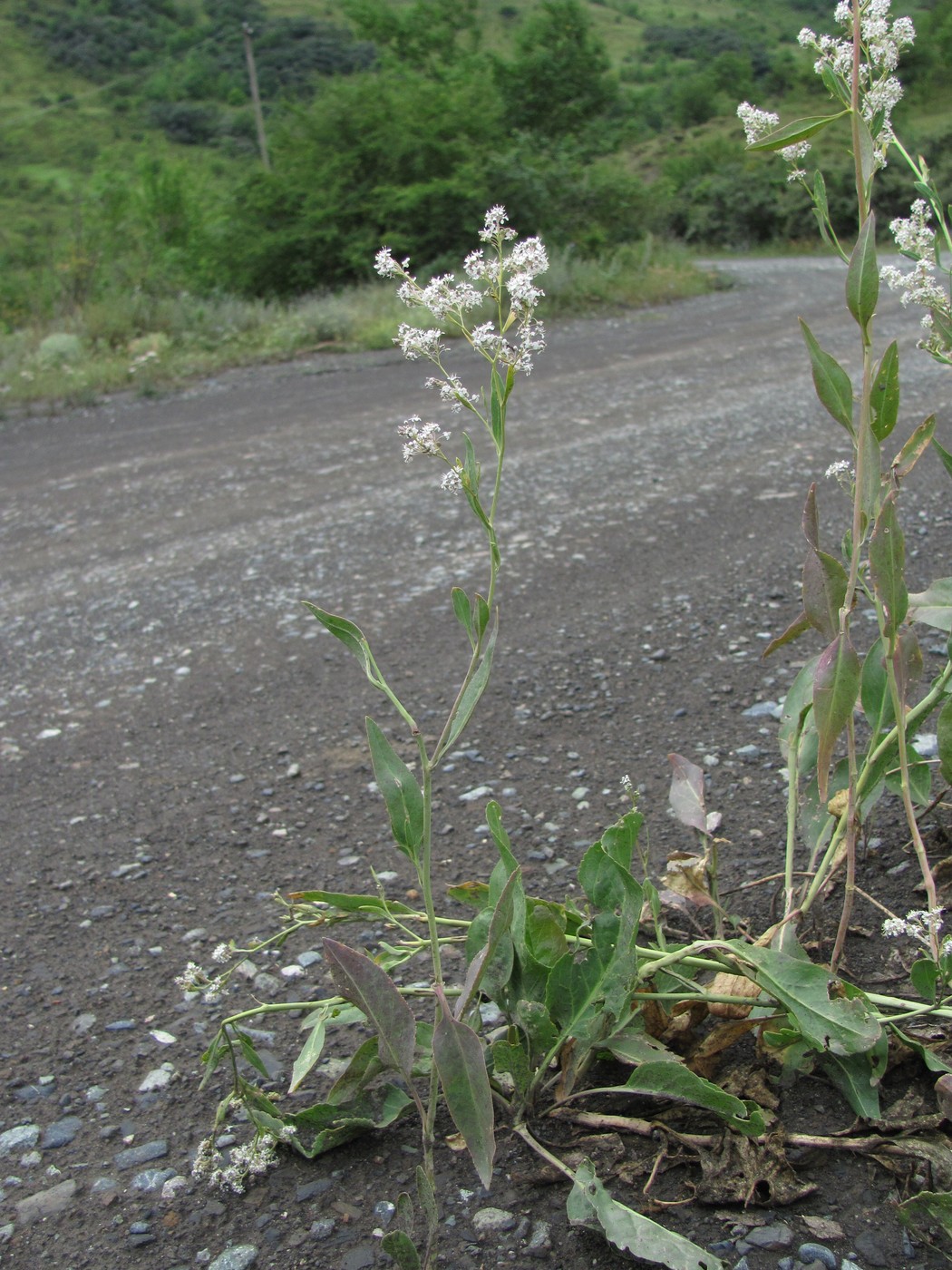 Изображение особи Lepidium latifolium.