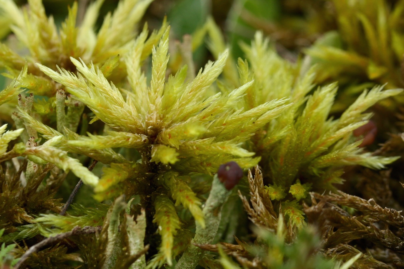 Image of Climacium dendroides specimen.