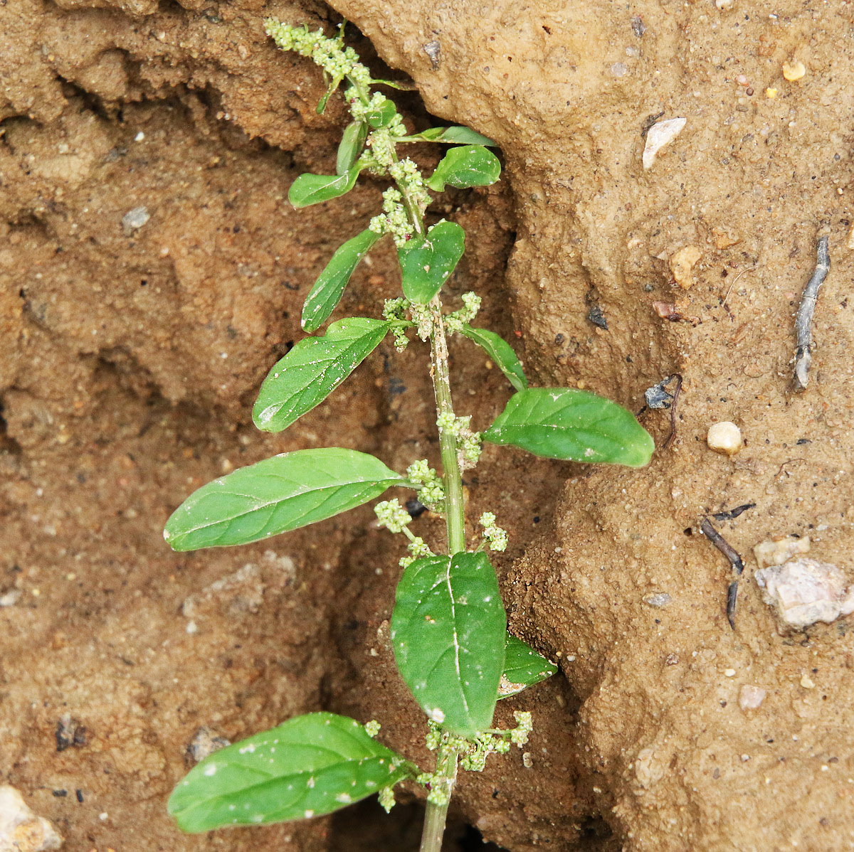 Изображение особи Lipandra polysperma.