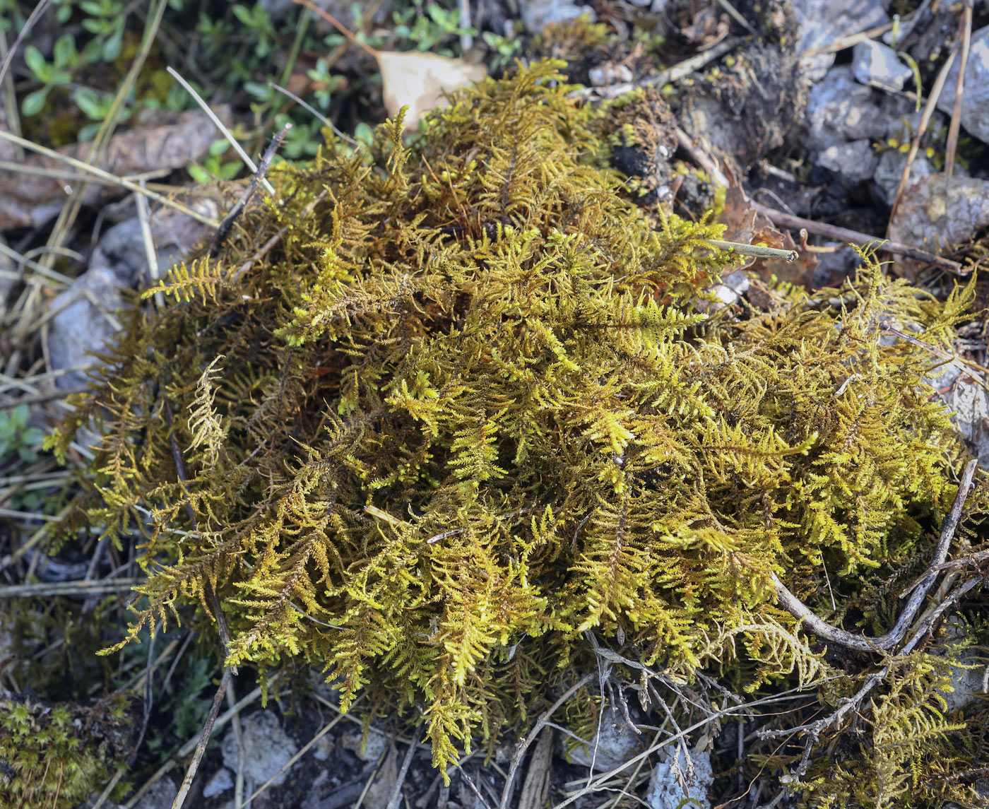 Image of Abietinella abietina specimen.