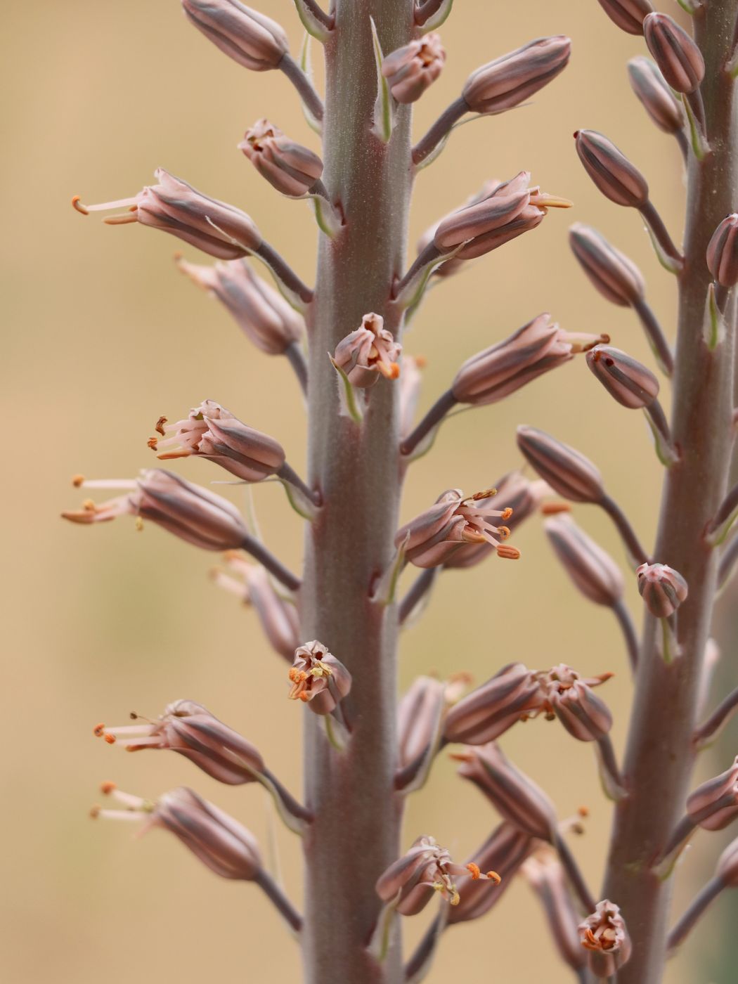 Image of Eremurus inderiensis specimen.