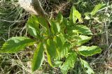 genus Fraxinus