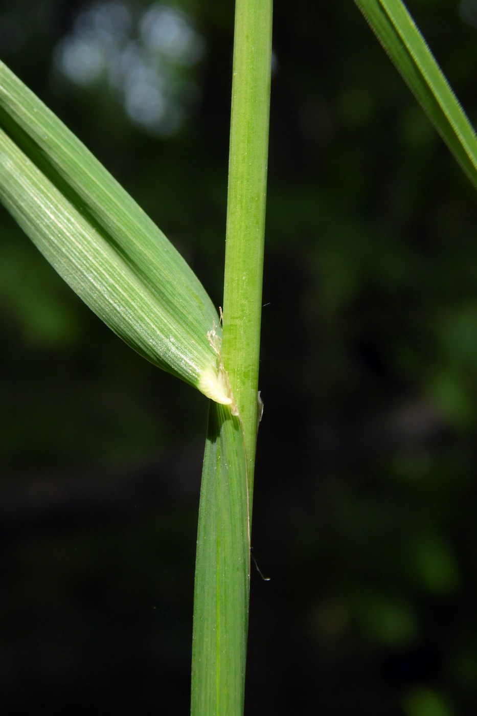 Изображение особи Dactylis glomerata.