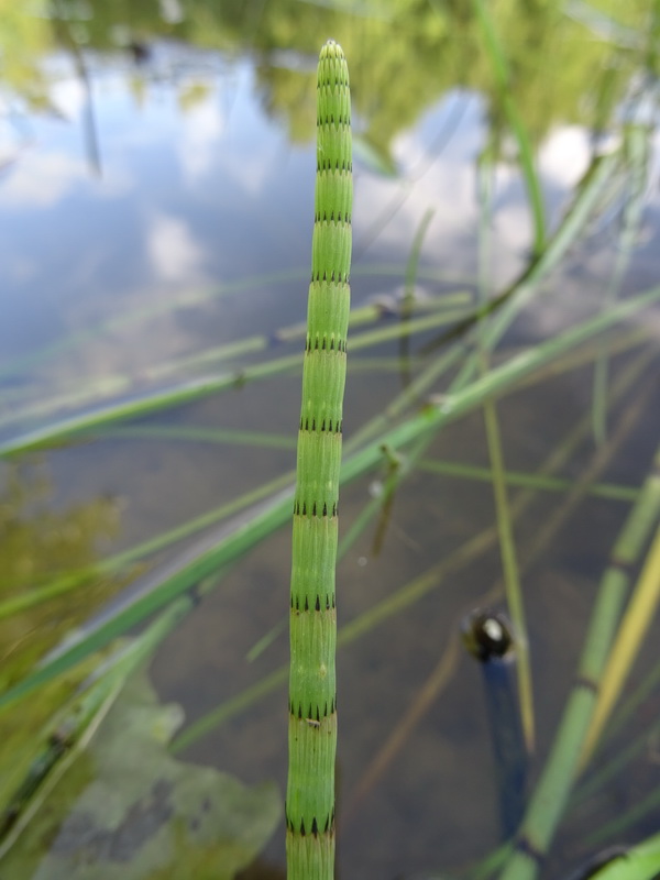 Изображение особи Equisetum fluviatile.