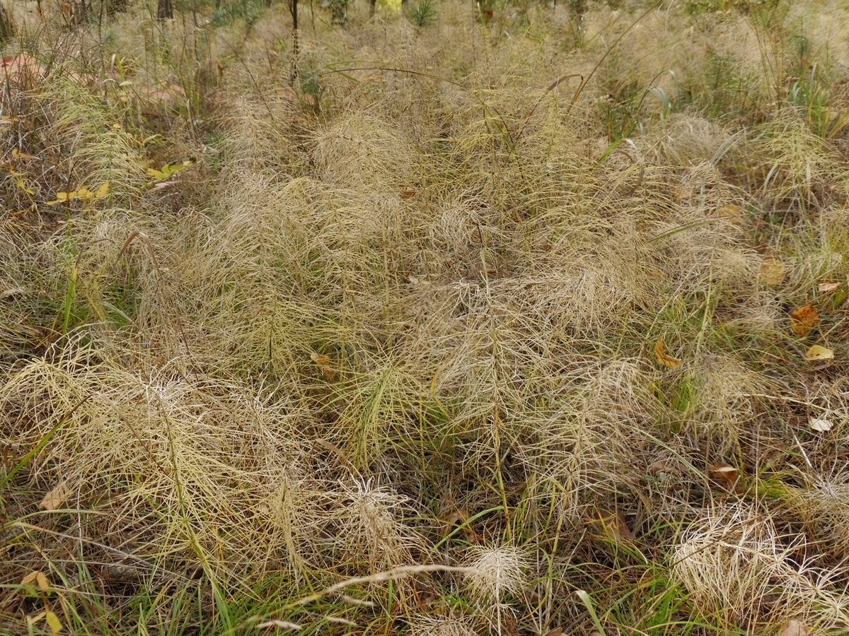 Изображение особи Equisetum sylvaticum.