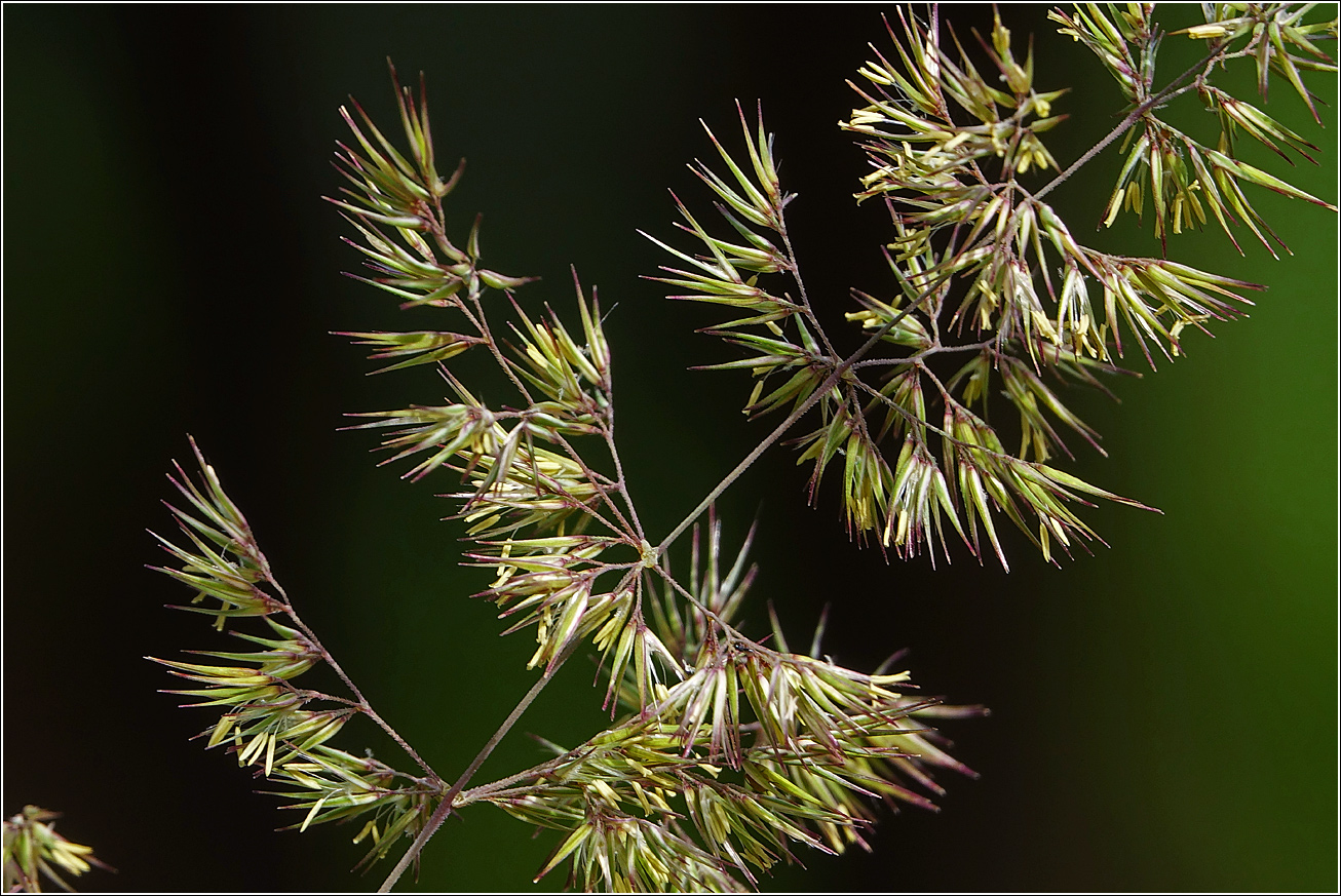 Изображение особи Calamagrostis epigeios.