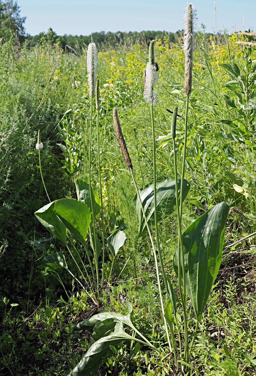 Image of Plantago maxima specimen.