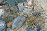 Eragrostis minor. Цветущее растение. Республика Абхазия, р. Кяласур. 23.08.2009.