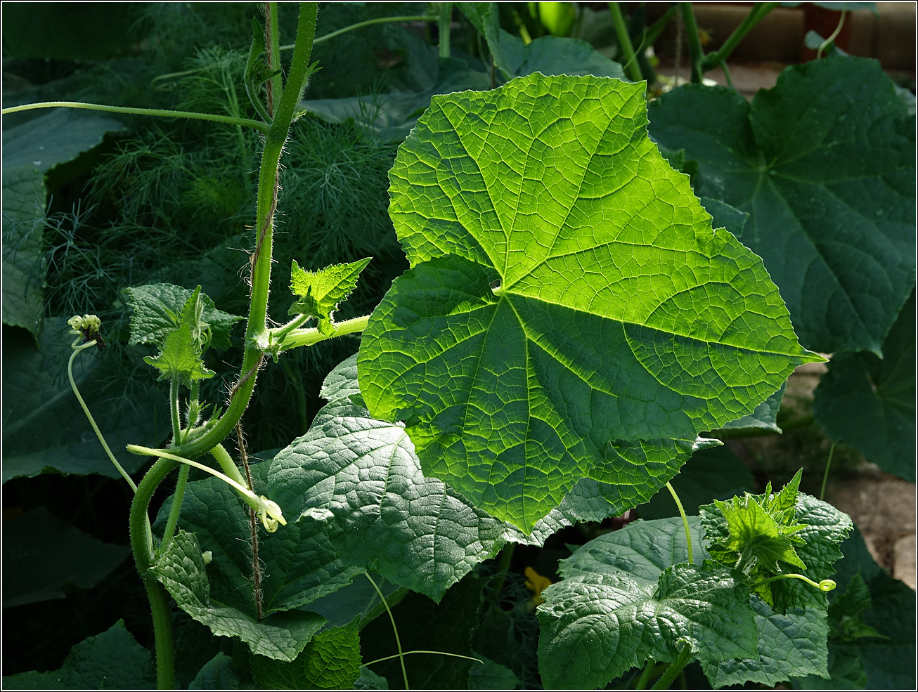 Изображение особи Cucumis sativus.