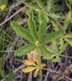 Potentilla thuringiaca