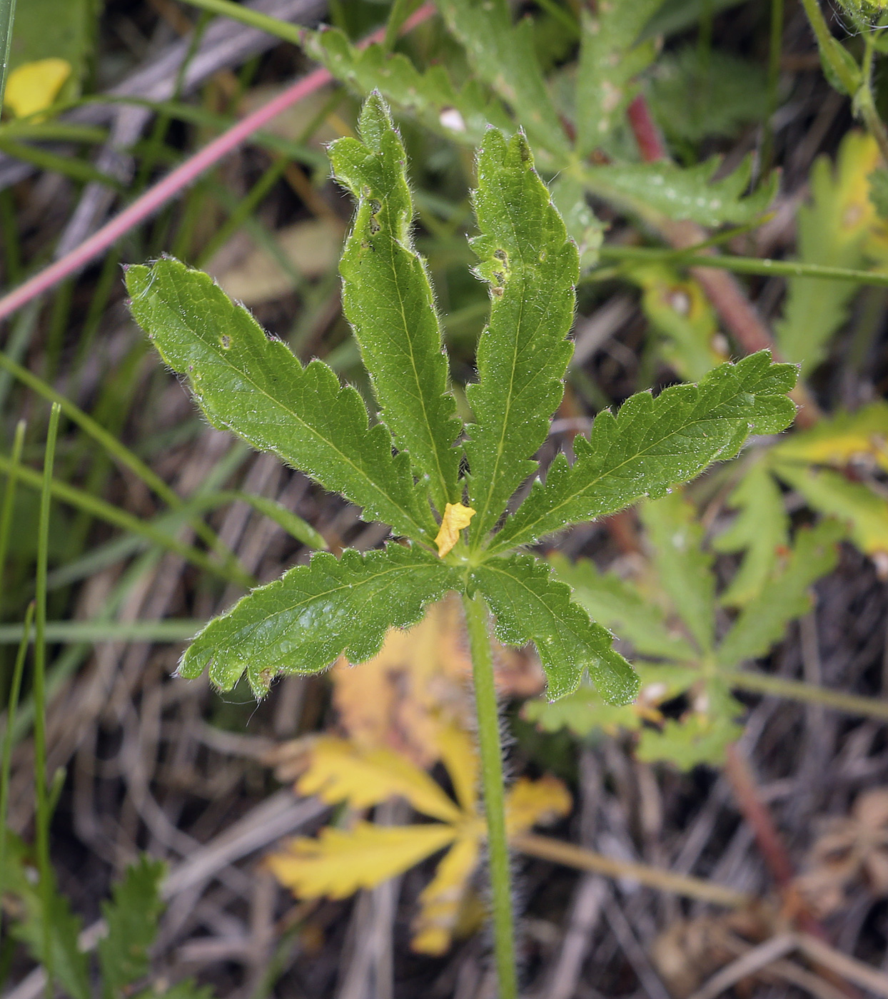 Изображение особи Potentilla thuringiaca.