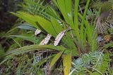 genus Pholidota. Цветущее растение. Малайзия, о. Борнео, провинция Сабах, склон горы Кинабалу, высота 2100 м н.у.м., облачный лес. 12.04.2006.