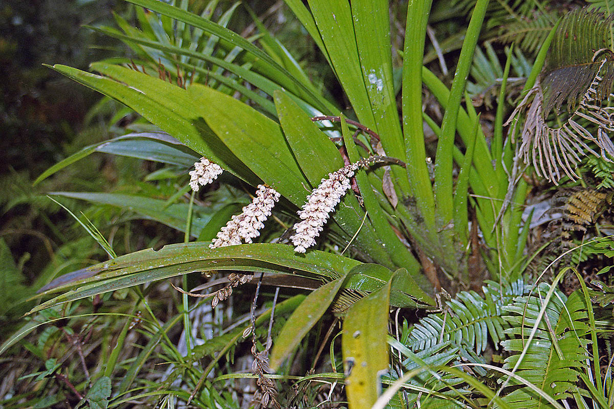 Image of genus Pholidota specimen.