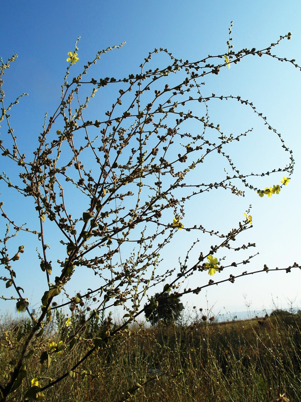 Image of Verbascum sinuatum specimen.