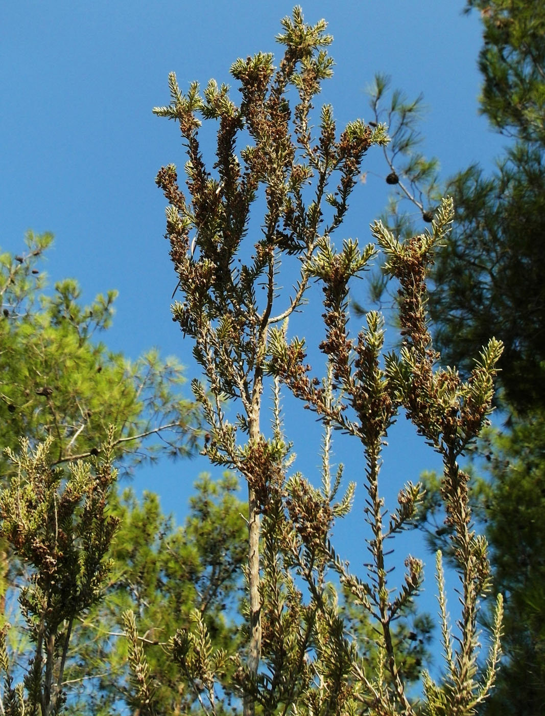 Image of Erica arborea specimen.