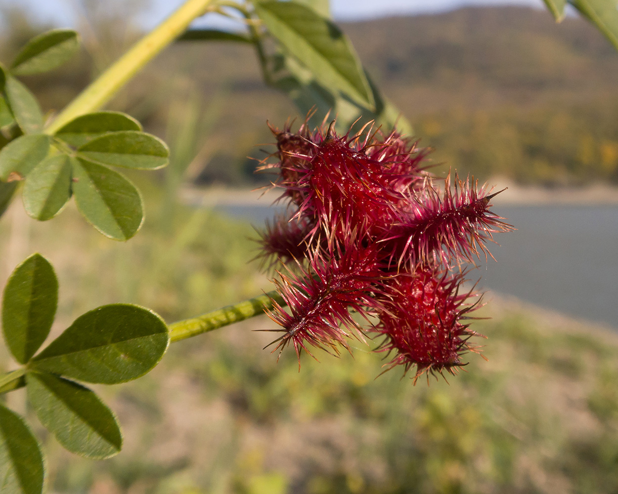 Image of Glycyrrhiza echinata specimen.