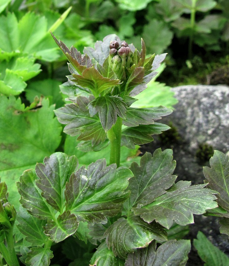 Image of Cardamine macrophylla specimen.