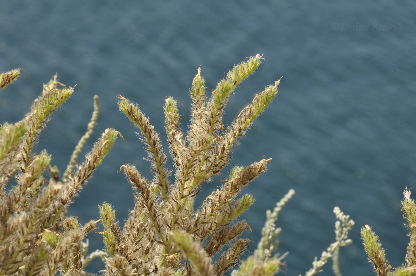 Image of Echium biebersteinii specimen.