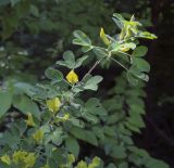 Chamaecytisus supinus