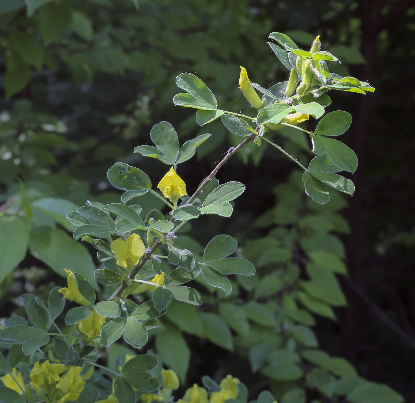 Изображение особи Chamaecytisus supinus.