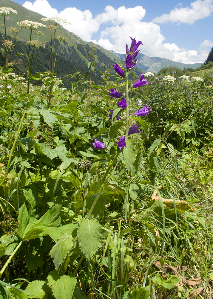 Image of Campanula latifolia specimen.