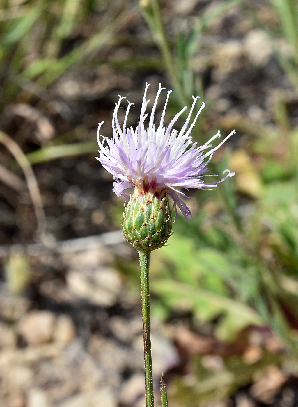 Image of genus Klasea specimen.