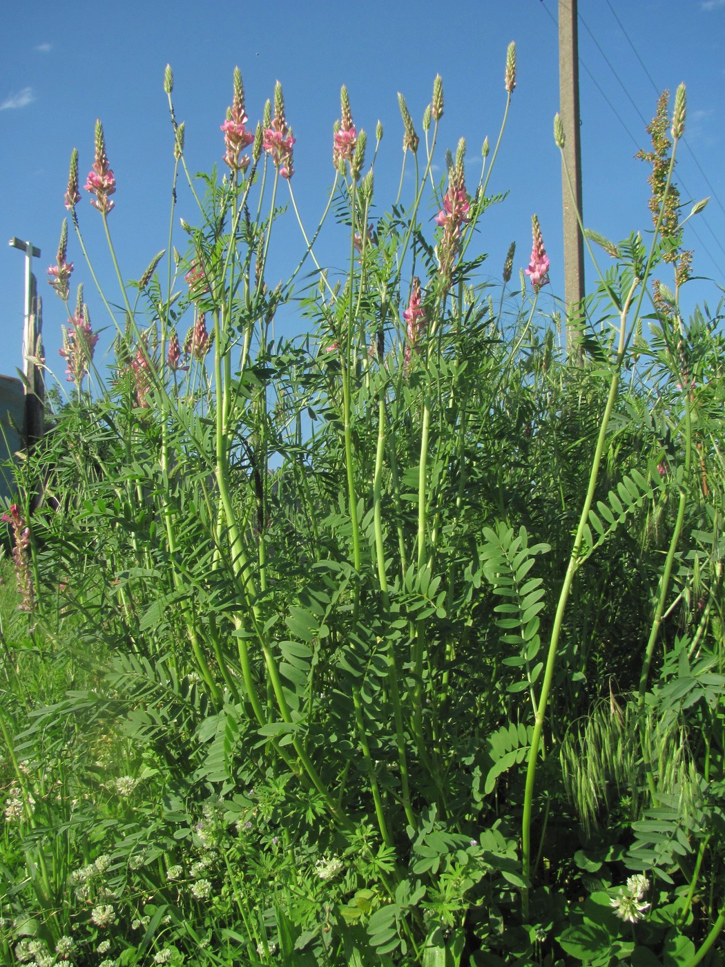 Image of Onobrychis viciifolia specimen.