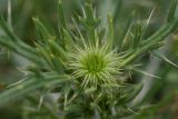 род Cirsium