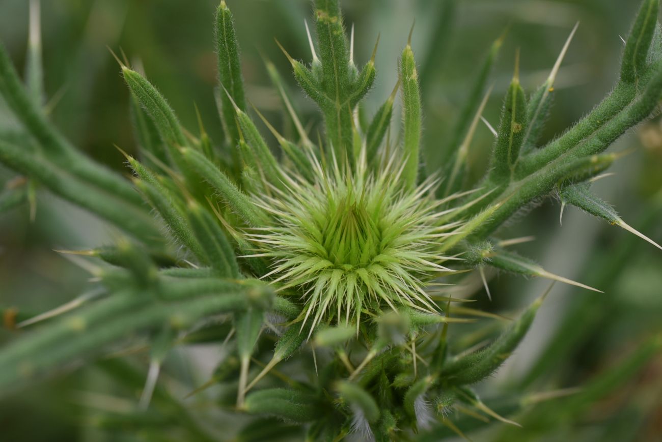 Изображение особи род Cirsium.